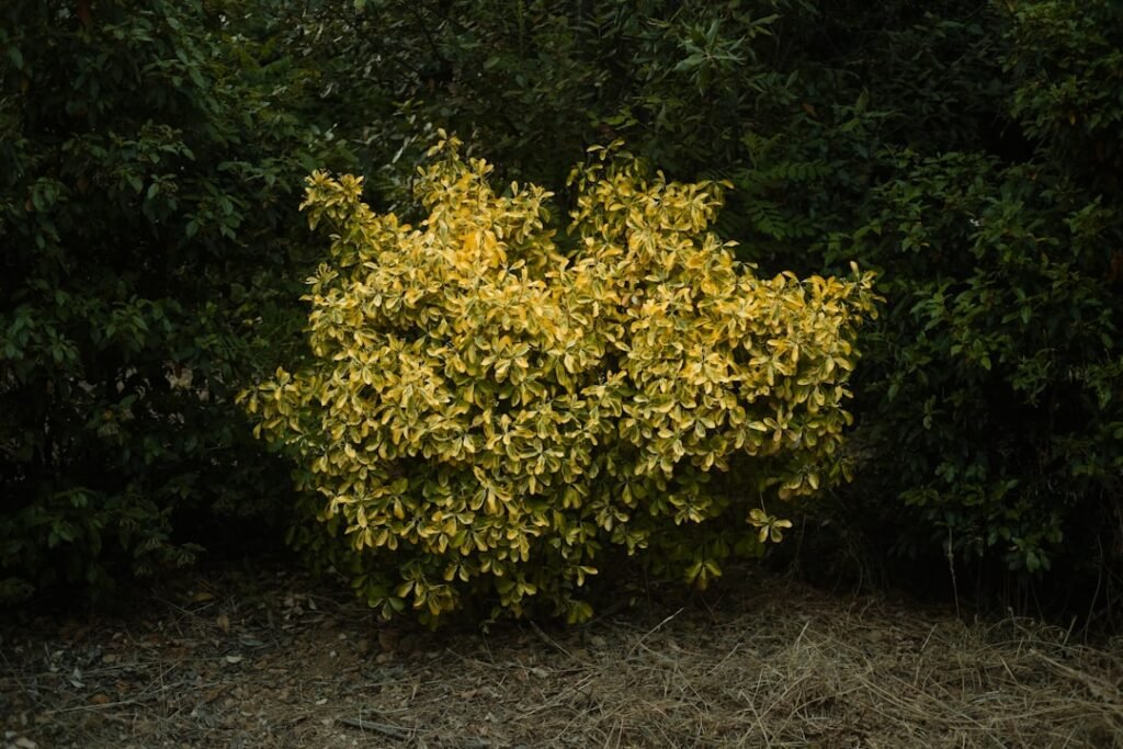 Butchered in the bushes