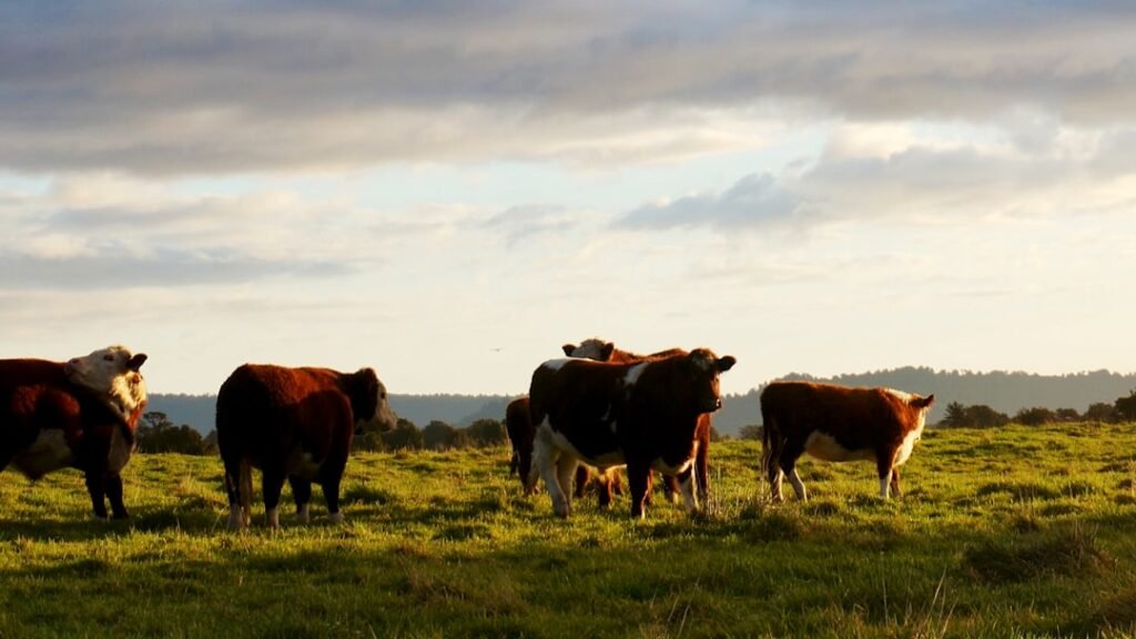 Butchered in the bushes - Cattle farmers tremble over thieves’ midnight meat runs
