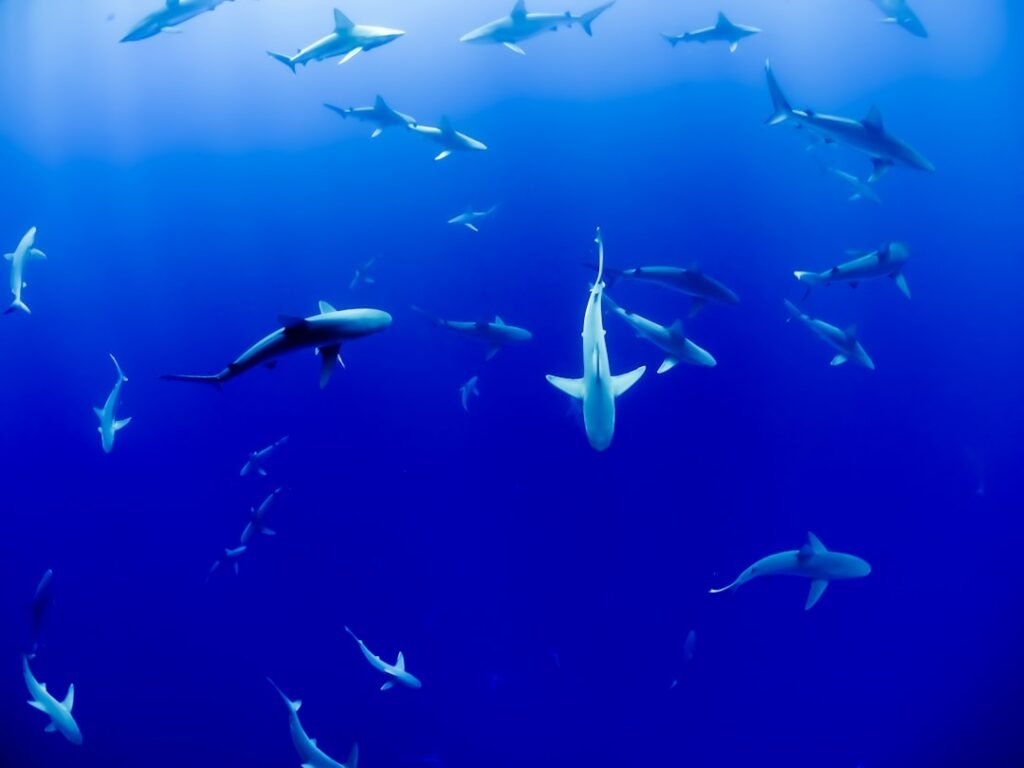Speed-dating, sharks & Hunted - unique pre-season tales from WSL 2