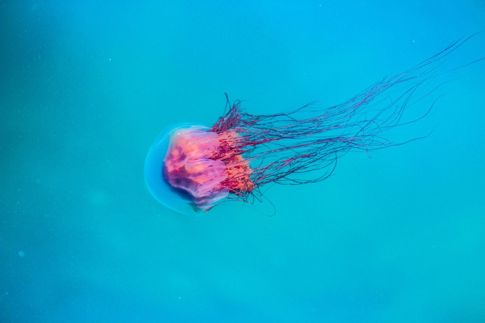 Illustrative image — Photo by Frederick Wallace on Unsplash