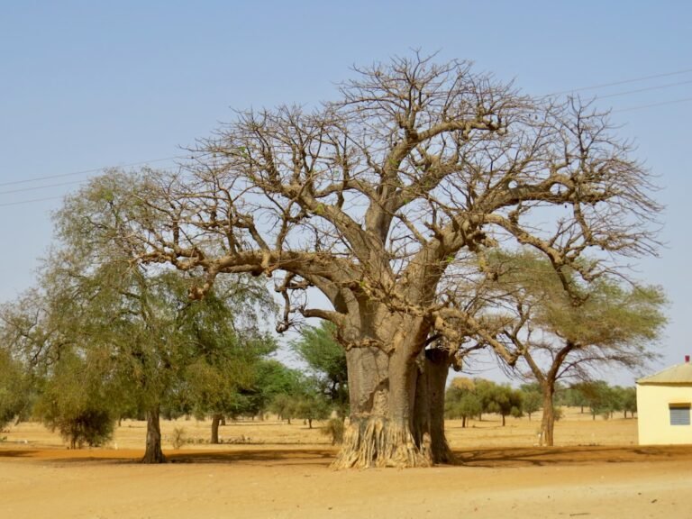Africa: Africa’s Herbarium Collections Are a Scientific Treasure. They Need to Be Digitised Before More Biodiversity Is Lost