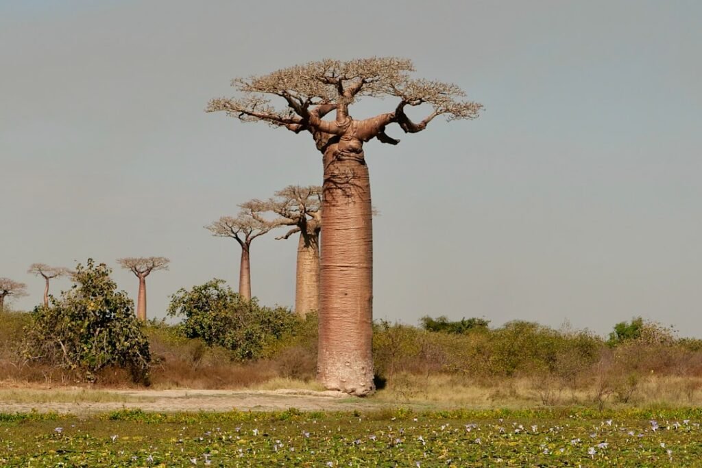 Africa: Africa's Herbarium Collections Are a Scientific Treasure. They Need to Be Digitised Before More Biodiversity Is Lost