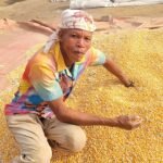 Feed Ghana Programme says maize now exceeds national demand as food imports fall
