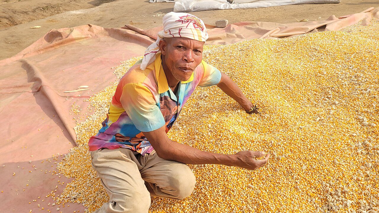 A maize farm in Ghana