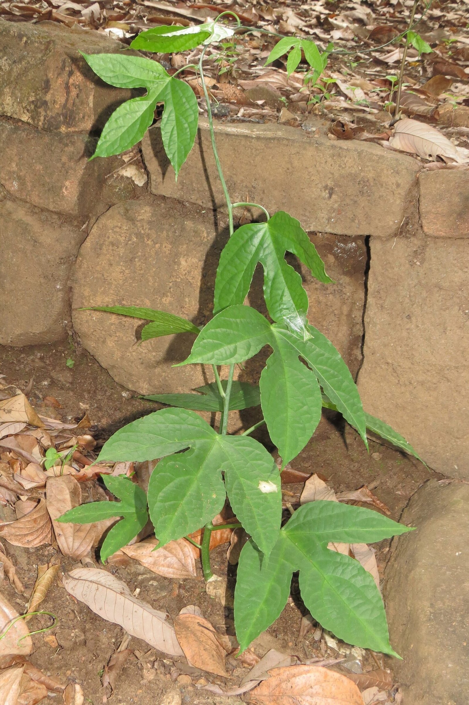 Adenia hondala young plant 02