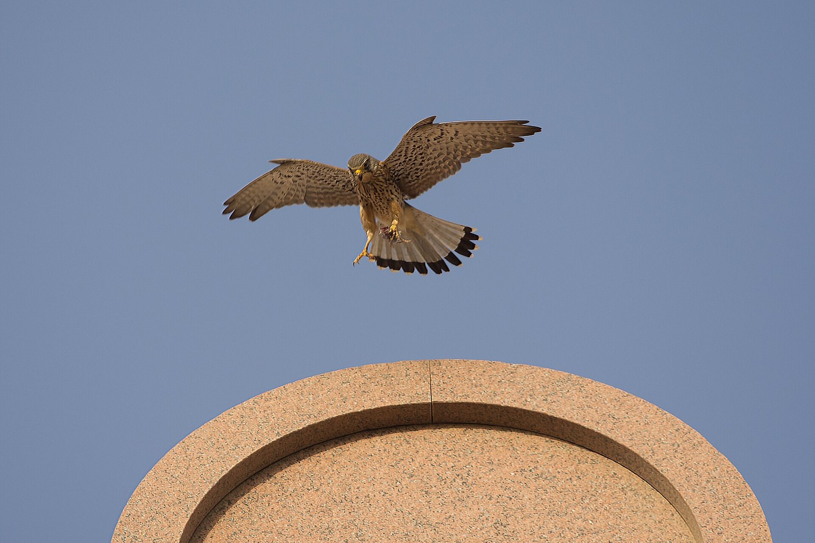 Common kestrel on capital (14090860129)