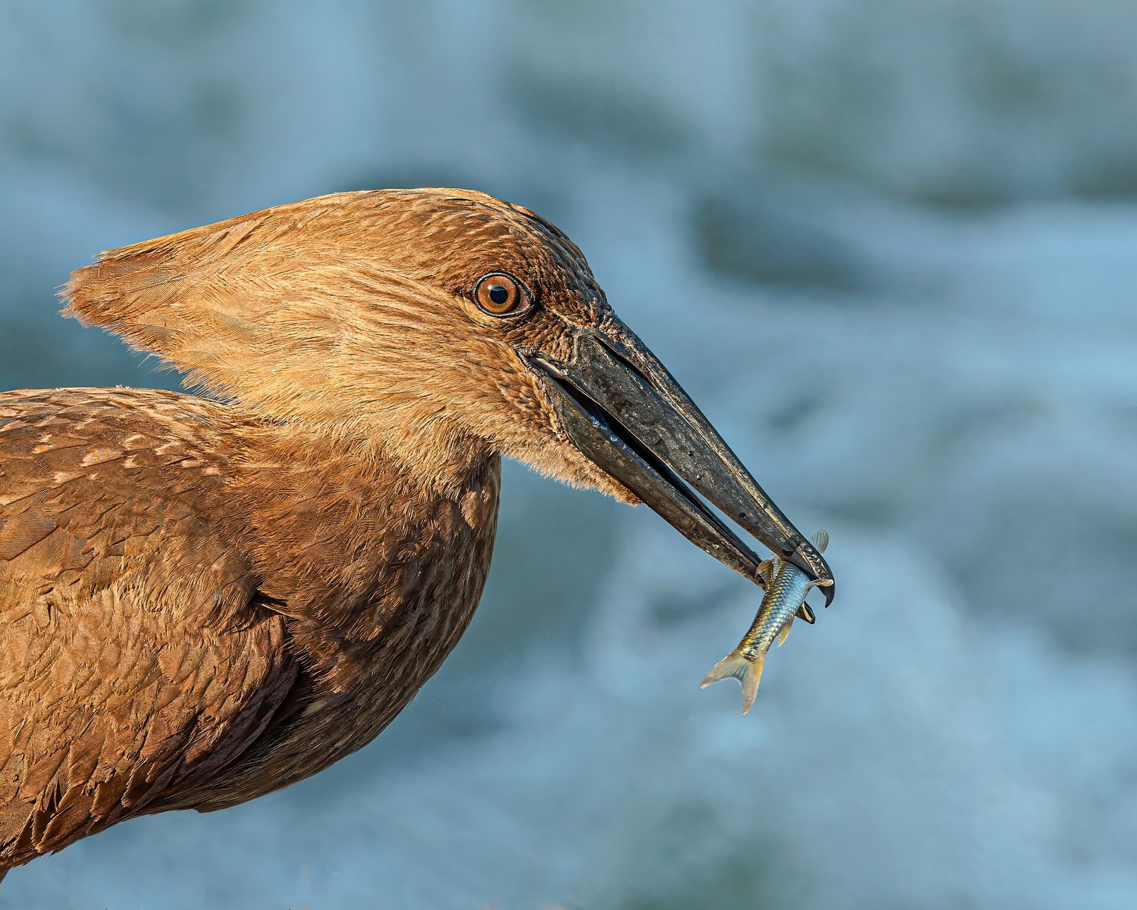 Hamerkop eating fish, South Africa - 2023-1