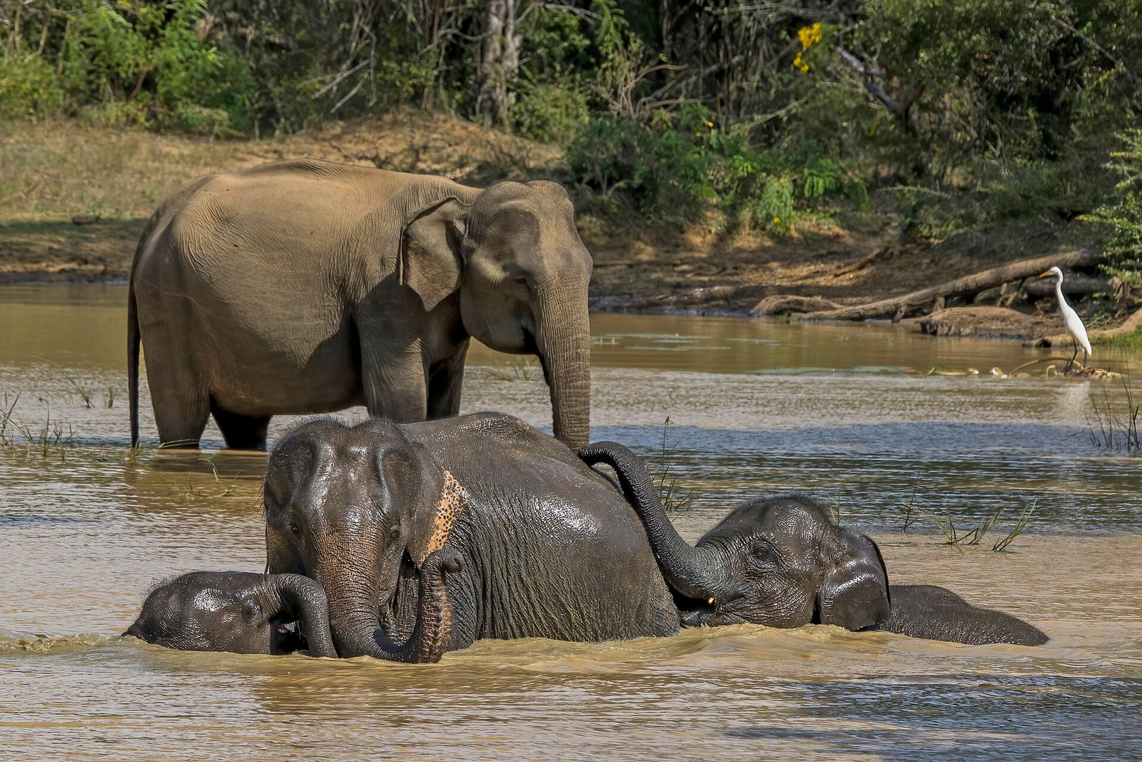 Sri Lankan elephant (Elephas maximus maximus) female and young 6